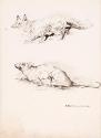 A Fox and Rat