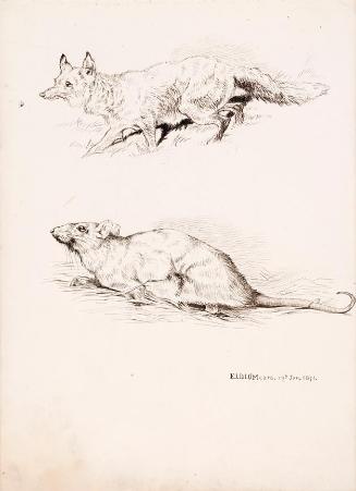 A Fox and Rat