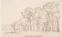 Pine Trees on Hampstead Heath, London