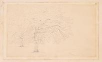 Park Trees, Botleys House, Surrey