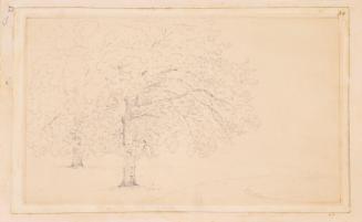 Park Trees, Botleys House, Surrey