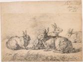Rabbits