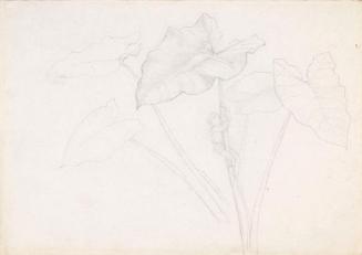 Little People on a Leaf, An Illustration for a Fairytale