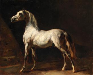 A Horse