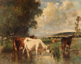 Cows in a Marsh