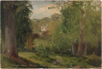 Trees in Phoenix Park, Dublin