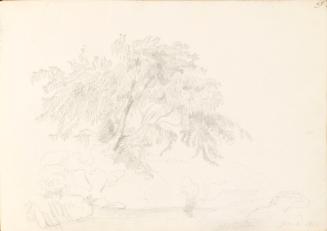 Overhanging Tree on Riverbank