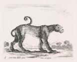 The Leopard (No.9)