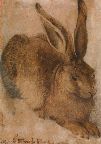 Hare