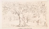 Trees in Greenwich Park, London