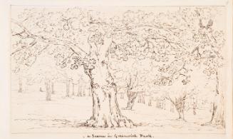 Trees in Greenwich Park, London