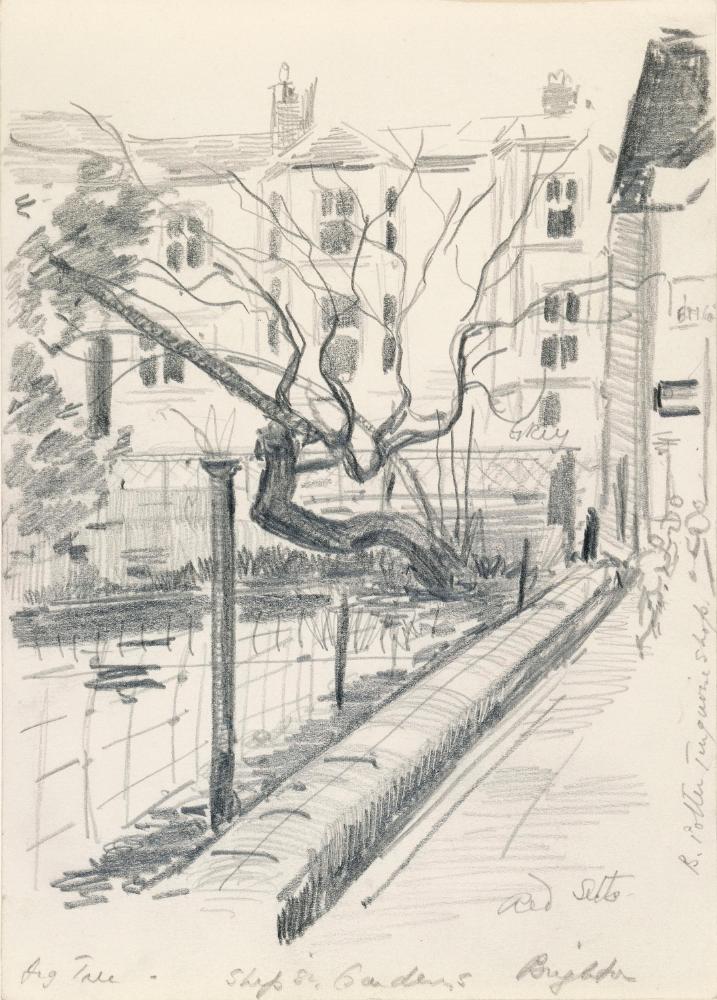 A Fig Tree in Ship Street Gardens, Brighton, Sussex