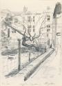 A Fig Tree in Ship Street Gardens, Brighton, Sussex