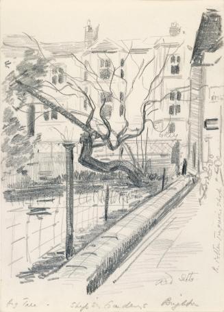 A Fig Tree in Ship Street Gardens, Brighton, Sussex