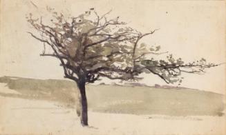 A Thorn Tree; A Field and Trees (on verso)