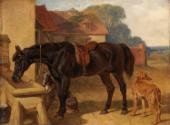 A Horse Drinking