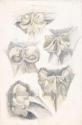French Foliage Studies