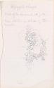 Blonzzollis Chapel, Floral Sketch