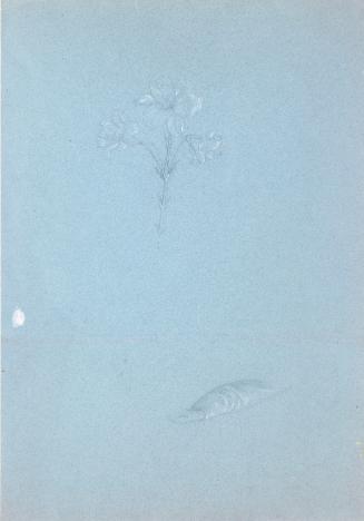 A Three-Bloomed Lily and an Arm