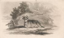 Resting Cow