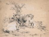 Cattle Grazing