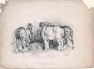 Shire Horses
