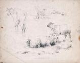 Sheep, a Cow and a Sheep Dog