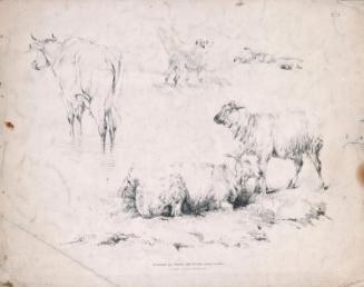 Sheep, a Cow and a Sheep Dog