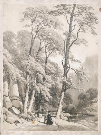 Sycamore Trees, Rokeby, Yorkshire