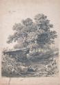 Walnut Trees