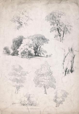 Trees from Life by Annibale Carracci and Titian