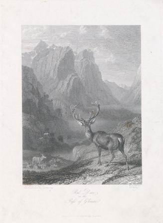 Red Deer in the Pass of Glencoe, Scotland