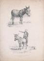 A Donkey and a Donkey with Rider