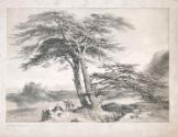 Cedars of Lebanon