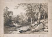 Beech and Ash, Rokeby on the Greta, Yorkshire