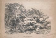 Rocks and Bushes