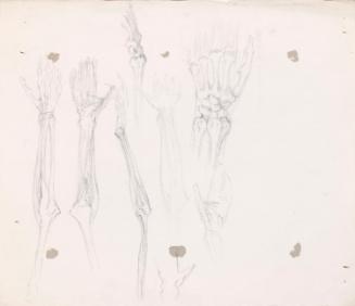 Details of a Skeleton