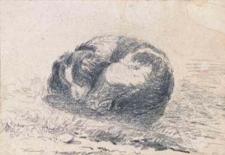 A Sleeping Dog
