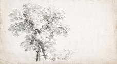 Ash Trees