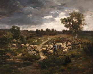 Sheep