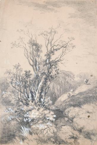 A Tree on the Riverbank