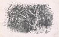 Gnarled Tree Trunk