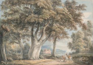 Beech Trees by a Country Road