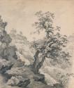 A Tree beside Powerscourt Waterfall, County Wicklow