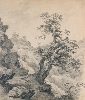 A Tree beside Powerscourt Waterfall, County Wicklow