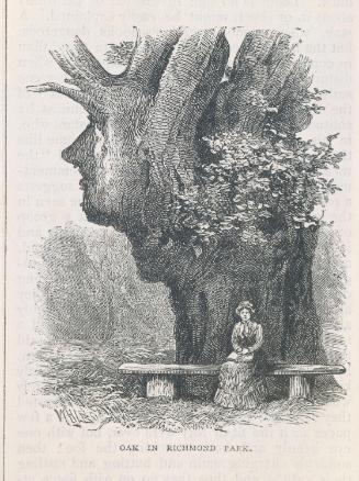 A Humanoid Oak in Richmond Park, London