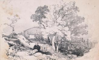 Sleeping Man against a Tree Trunk