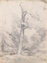A Tree