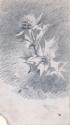 A Flowering Thistle