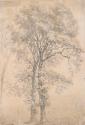 Two Elm Trees and a Distant Round Tower